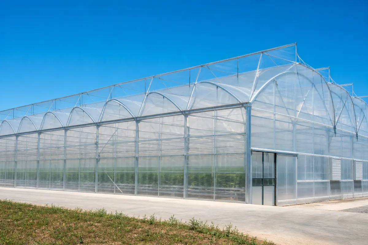 Rows of crops growing under a diffuse, high-transmission ETFE greenhouse film roof