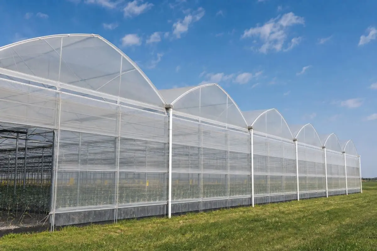 Gutter-connected polyhouse range clad in ETFE greenhouse film